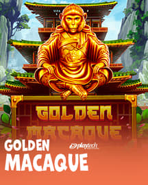 Golden Macaque